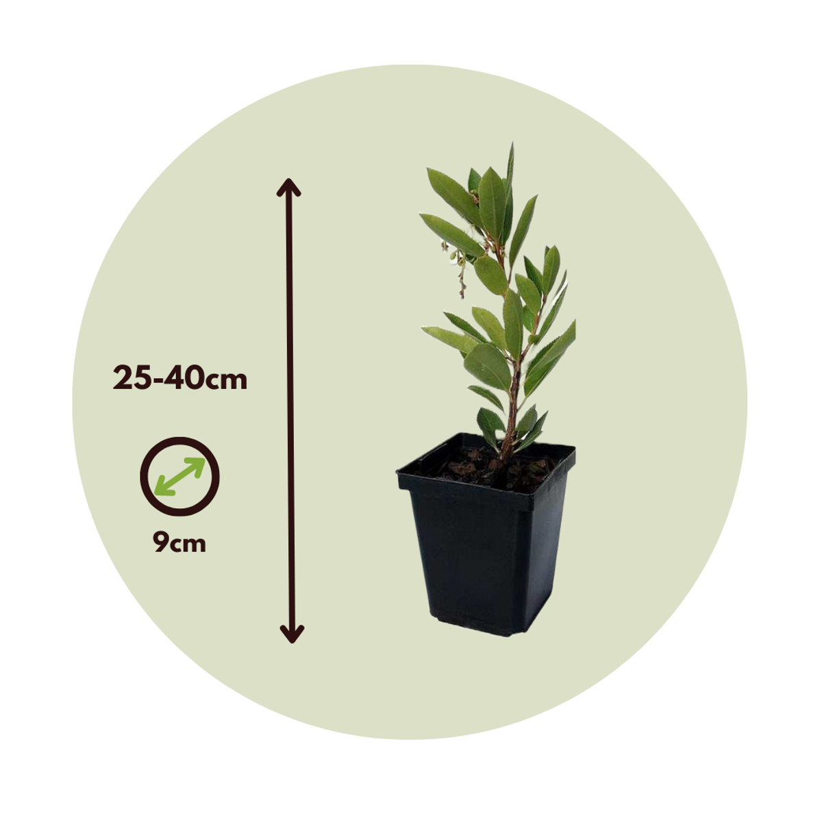 Arbutus Unedo - Set van 6 - Aardbeienboom