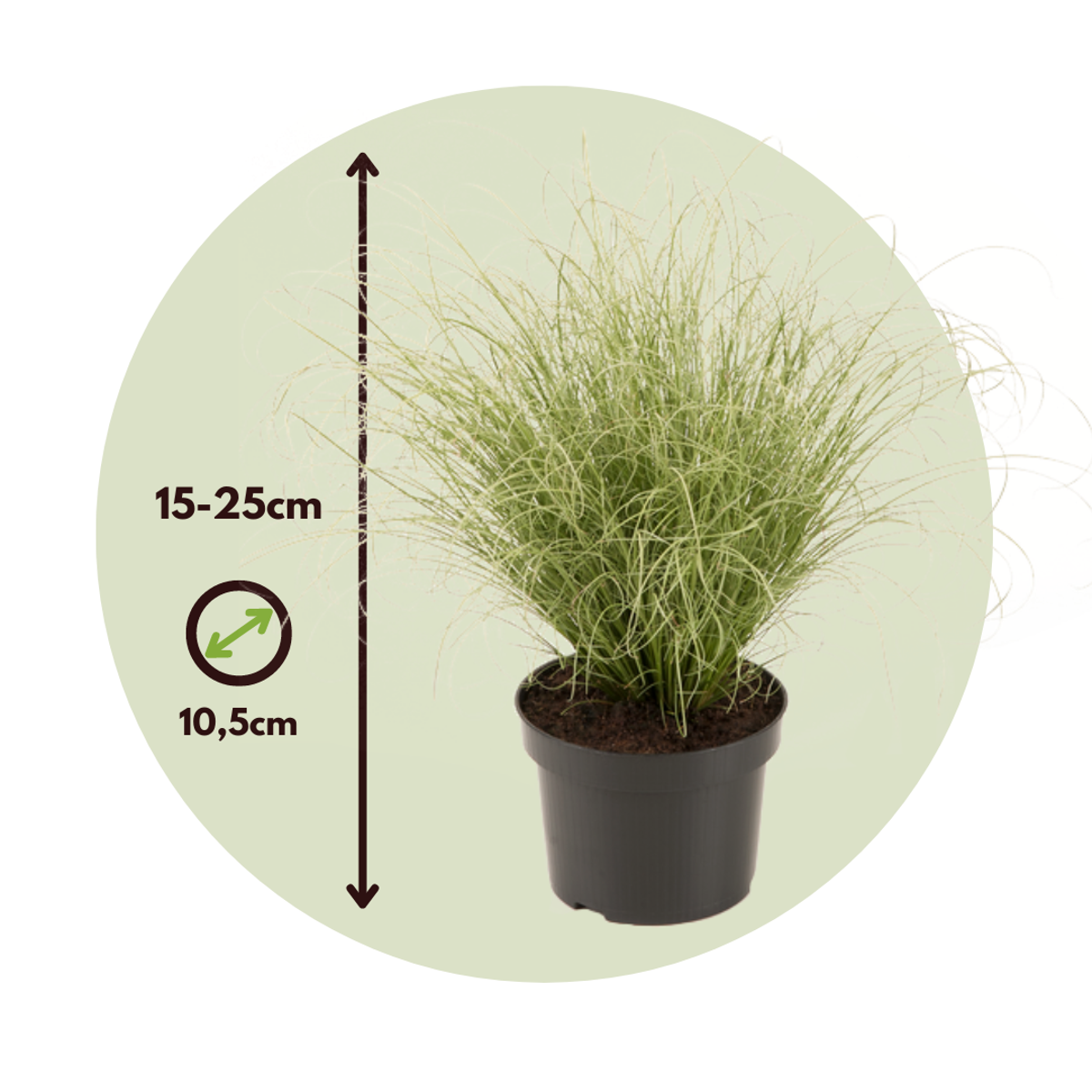 Carex 'Amazon Mist' - Set van 6 - Siergras