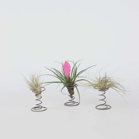 Tillandsia op spiraal - 3 luchtplantjes op spiraal