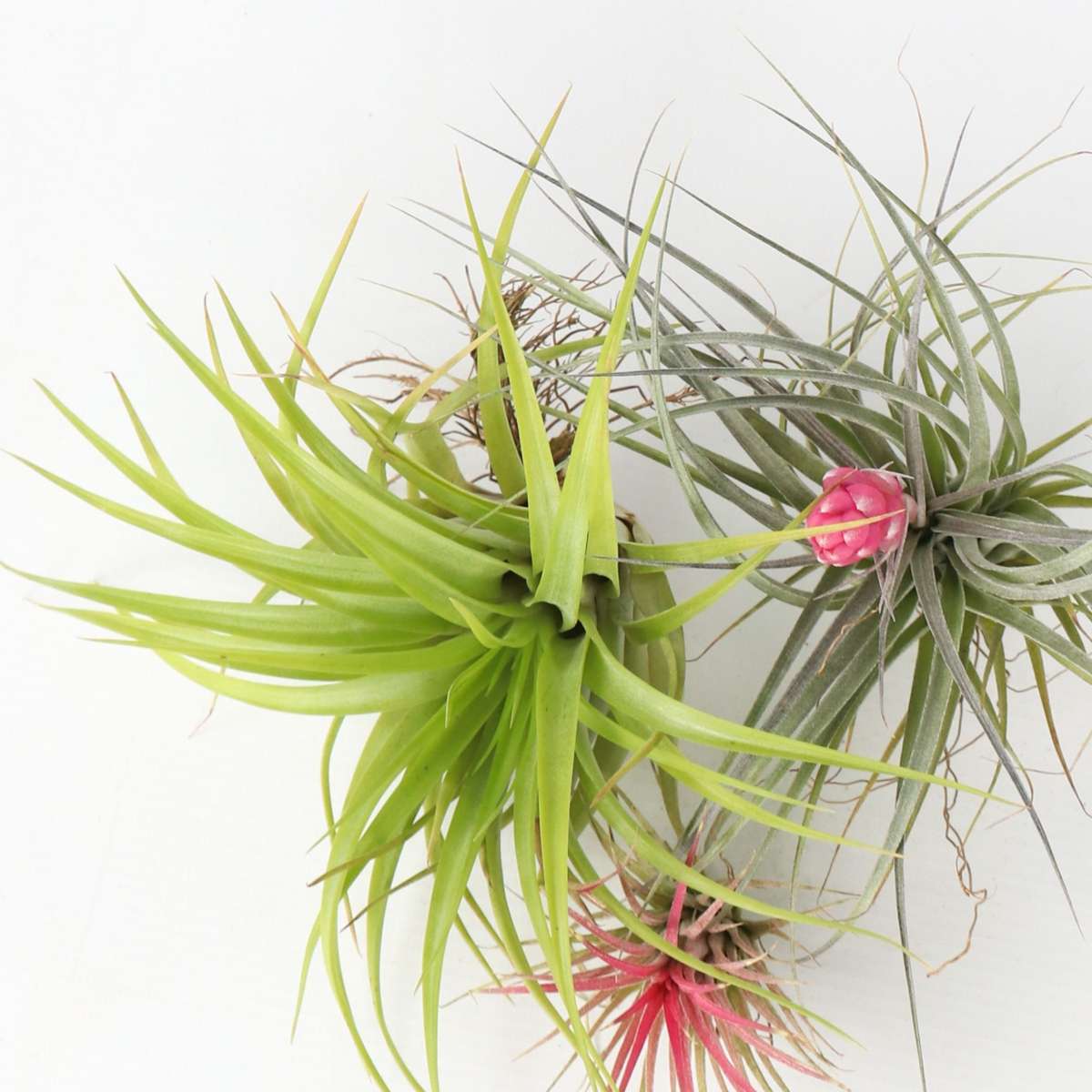 Tillandsia - Mix van 3 - Luchtplantjes
