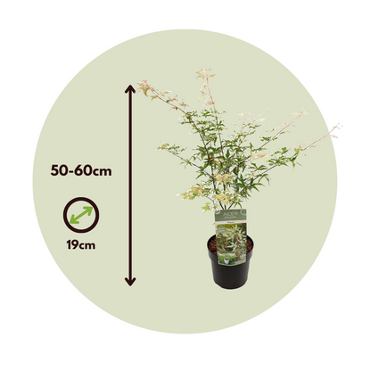 Acer palmatum 'Ukigumo' - Set van 2 - Japanse esdoorn