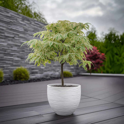 Acer palmatum 'Ukigumo' - Set van 2 - Japanse esdoorn