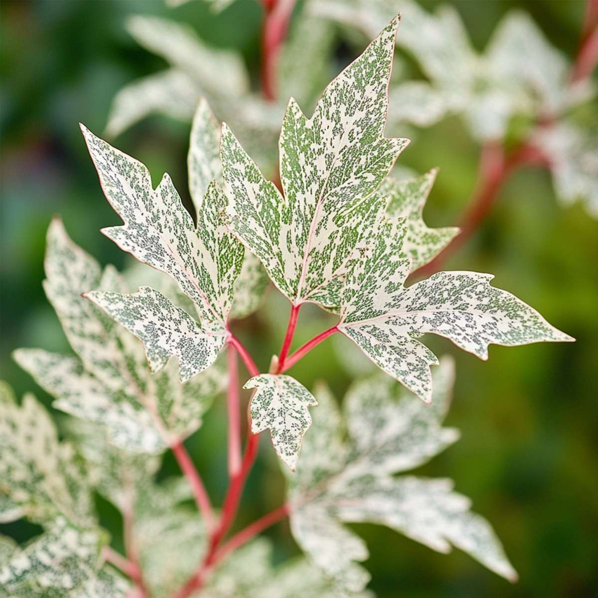 Acer palmatum 'Ukigumo' - Set van 2 - Japanse esdoorn