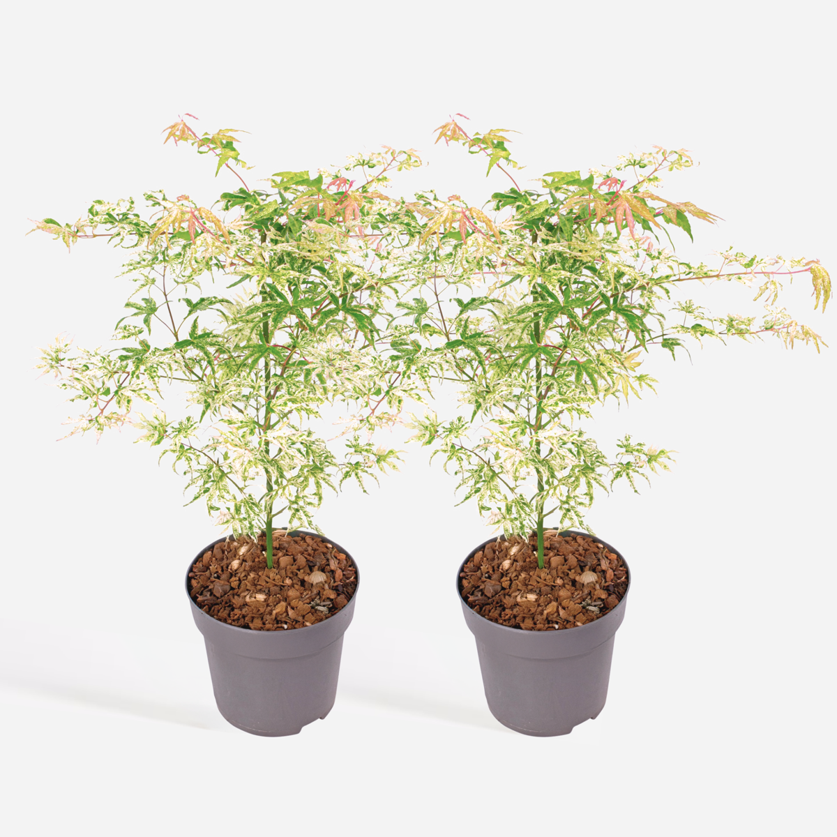 Acer palmatum 'Ukigumo' - Set van 2 - Japanse esdoorn