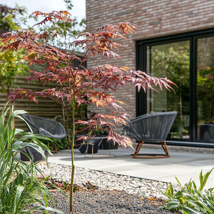Acer palmatum 'Starfish' - Japanse esdoorn