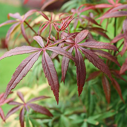Acer palmatum 'Starfish' - Japanse esdoorn