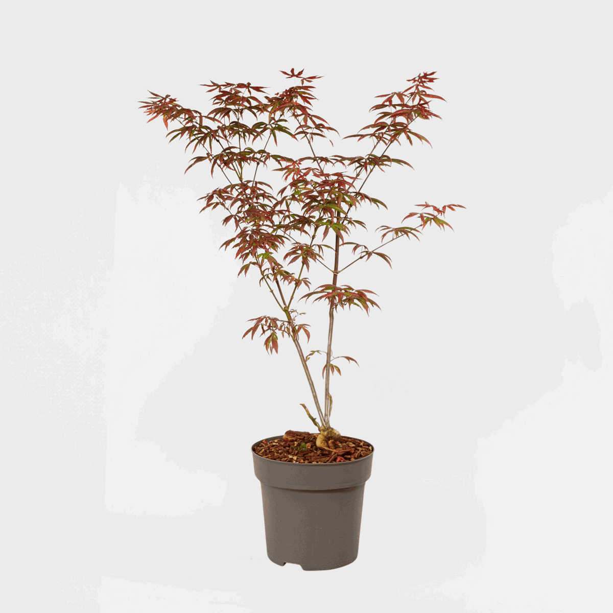 Acer palmatum 'Starfish' - Japanse esdoorn