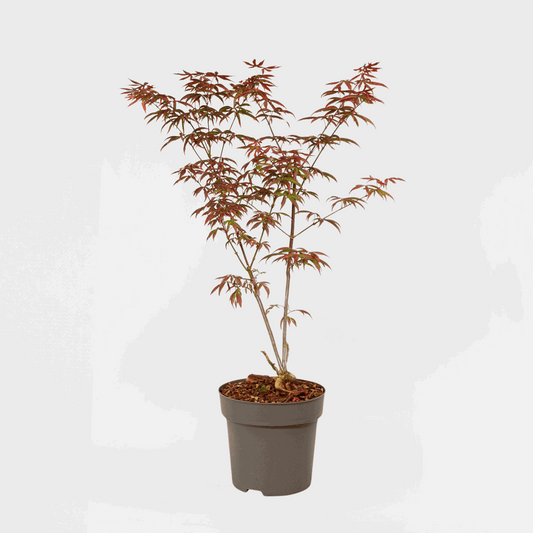 Acer palmatum 'Starfish' - Japanse esdoorn