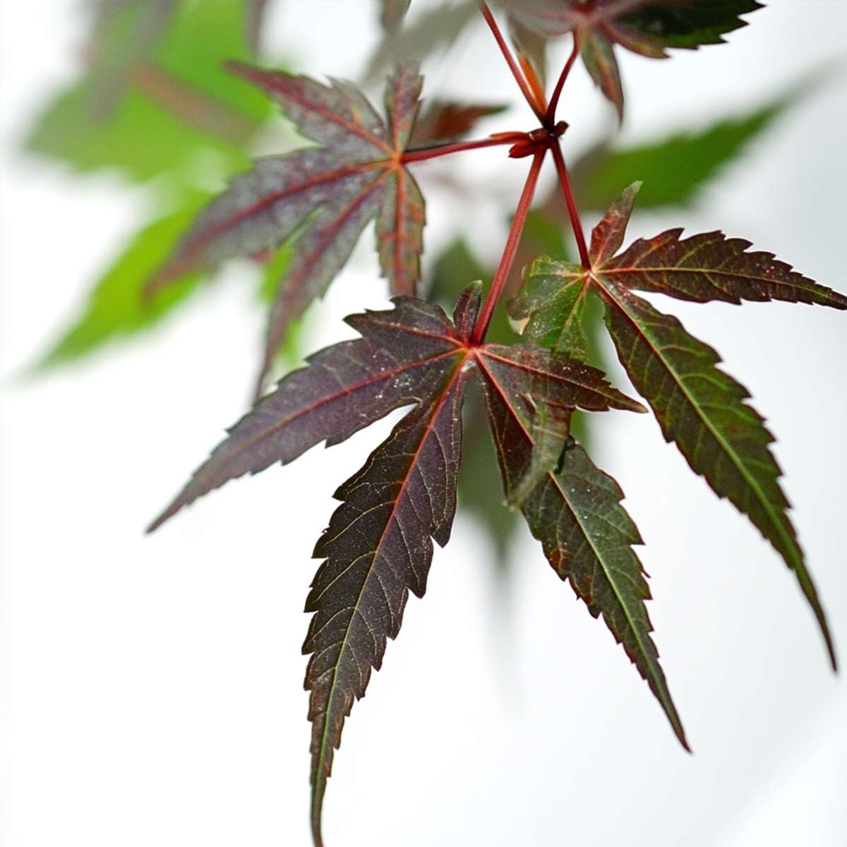 Acer palmatum 'Starfish' - Set van 2 - Japanse esdoorn