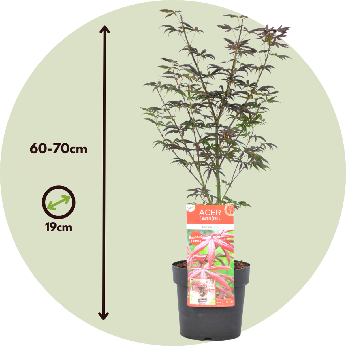 Acer palmatum 'Starfish' - Set van 2 - Japanse esdoorn