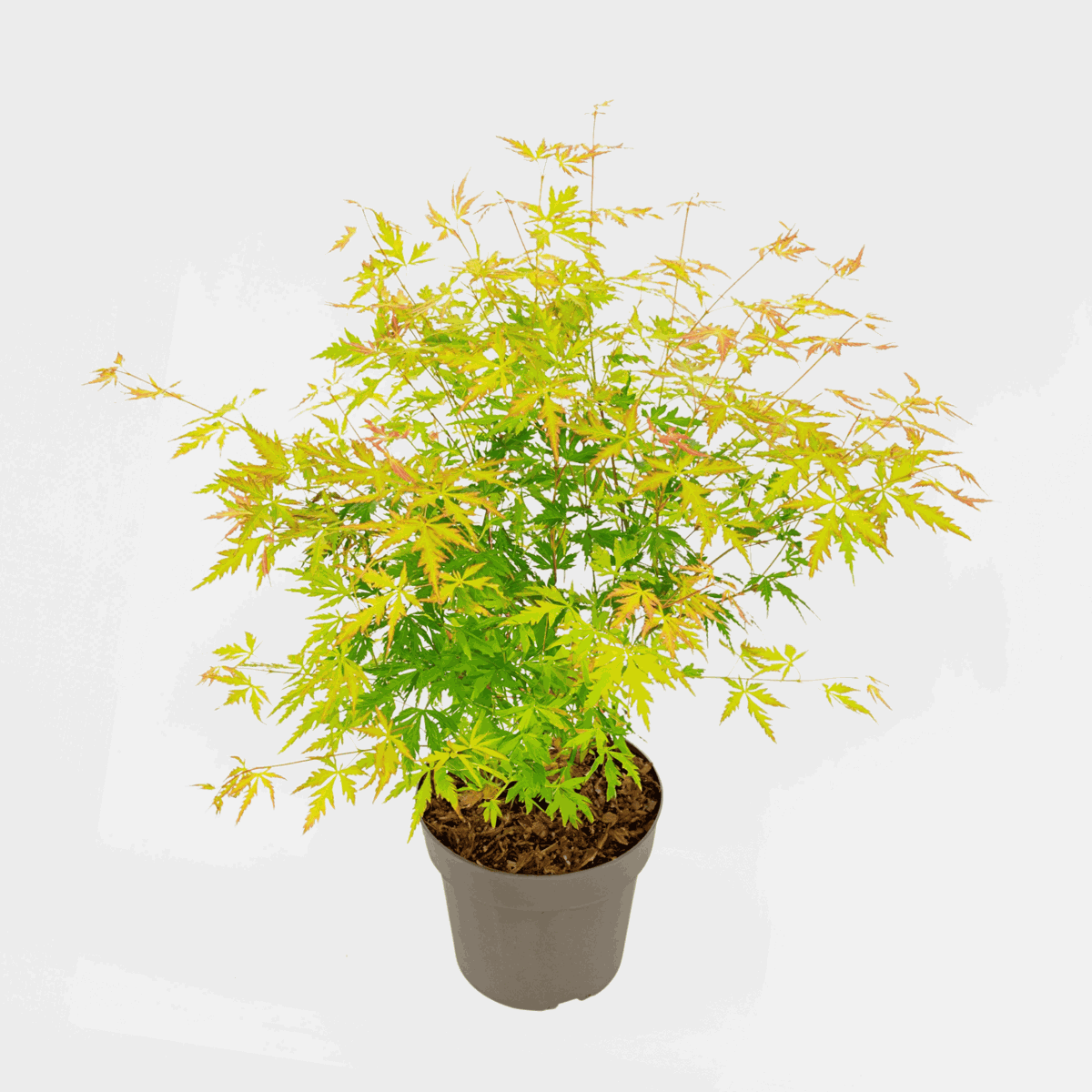 Acer palmatum 'Orange Lace' - Japanse esdoorn