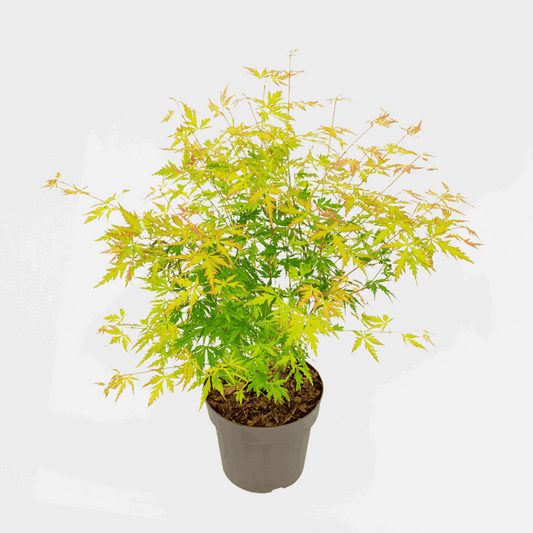 Acer palmatum 'Orange Lace' - Japanse esdoorn