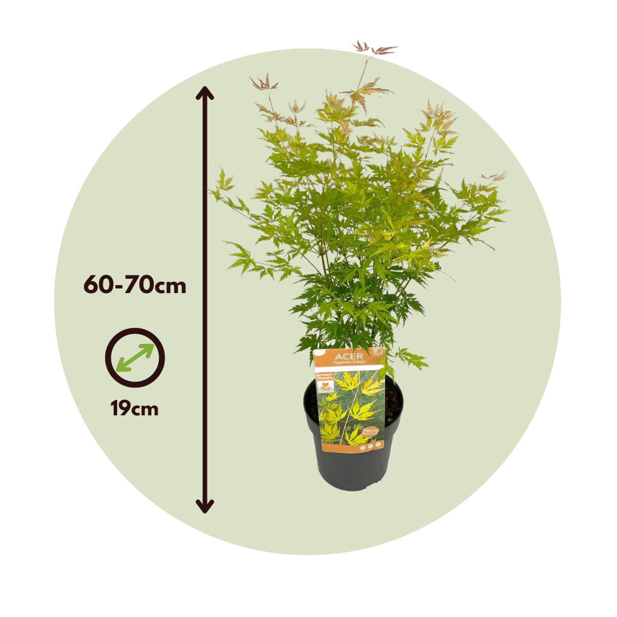 Acer palmatum 'Orange Lace' - Set van 2 - Esdoorn
