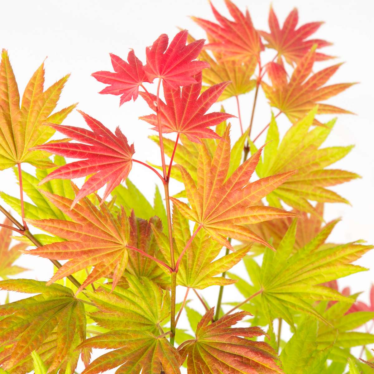 Acer palmatum 'Moonrise' - Set van 2 - Japanse esdoorn
