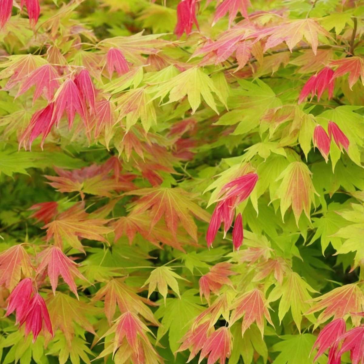 Acer palmatum 'Moonrise' - Set van 2 - Japanse esdoorn