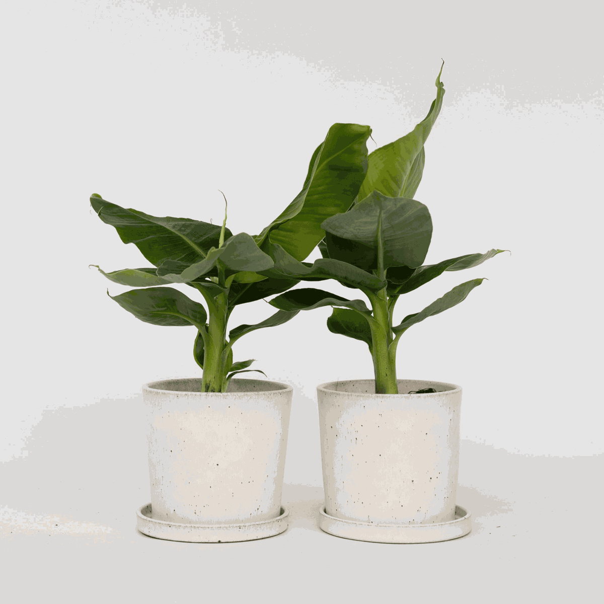 Musa 'Oriental Dwarf' - Set van 2 - Bananenplanten