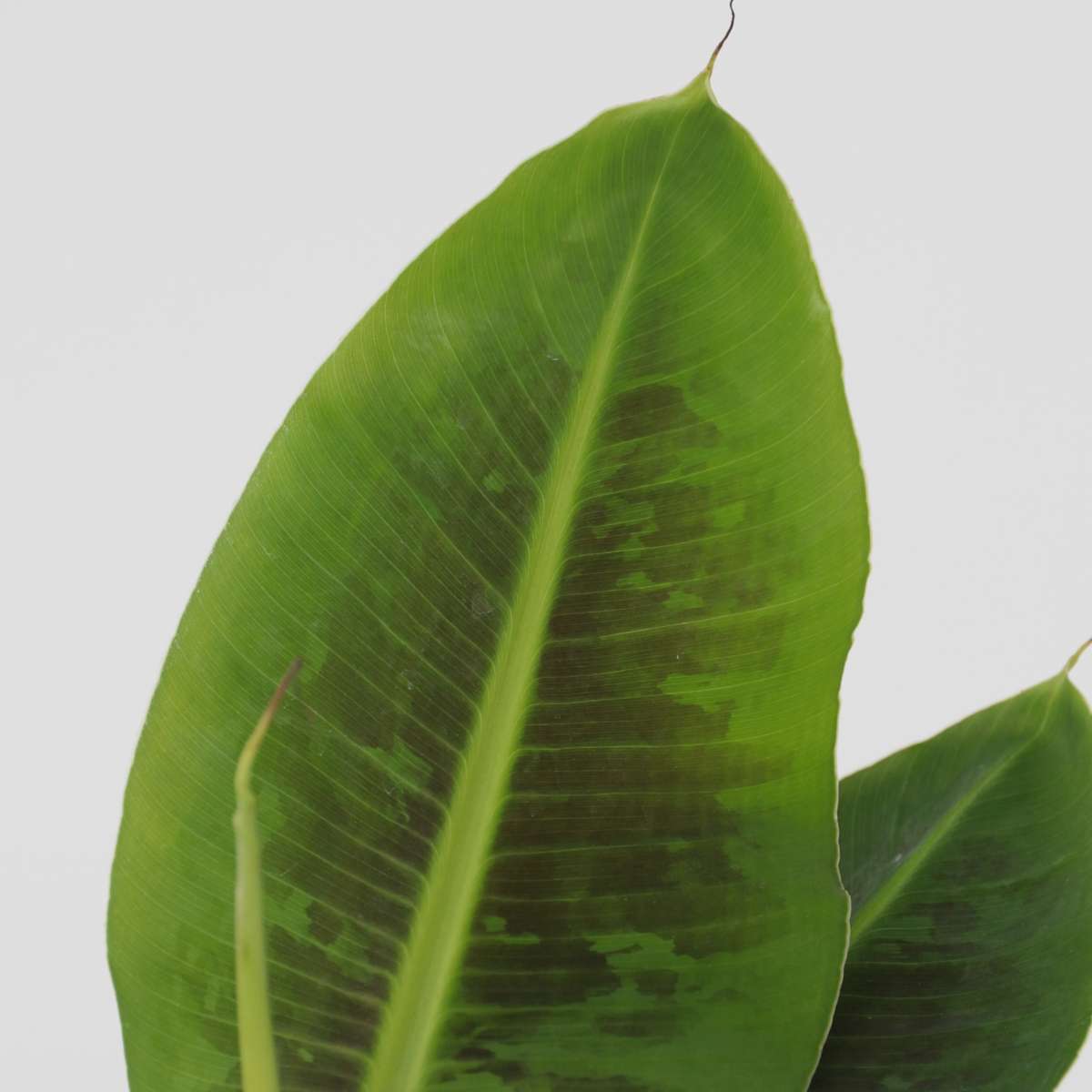 Musa 'Oriental Dwarf' - Set van 4 - Bananenplanten