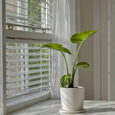 Alocasia 'Macrorrhiza' - Olifantsoor