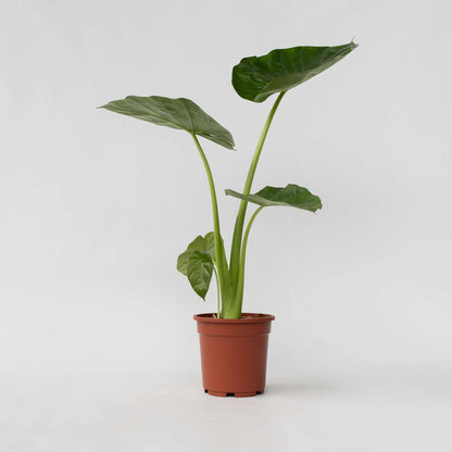Alocasia 'Macrorrhiza' - Olifantsoor