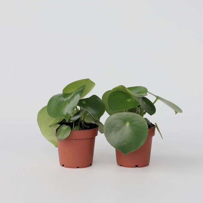 Peperomia Raindrop - Set van 2