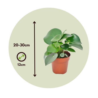 Peperomia Raindrop - Set van 2
