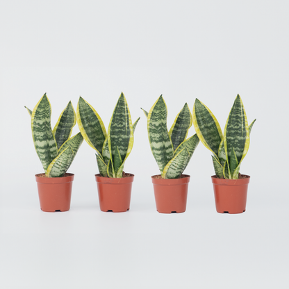 Sansevieria Laurentii - Set van 4