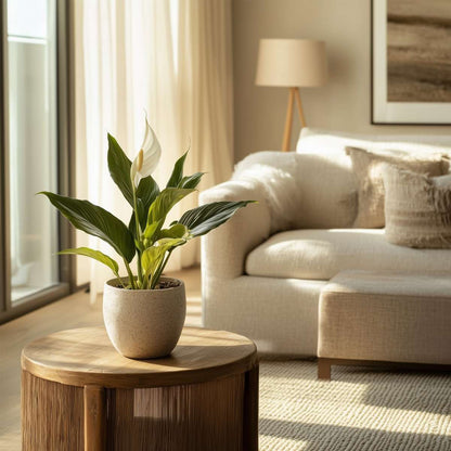 Spathiphyllum - Lepelplant