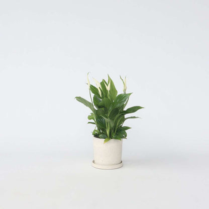 Spathiphyllum - Lepelplant