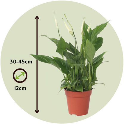 Spathiphyllum - Lepelplant