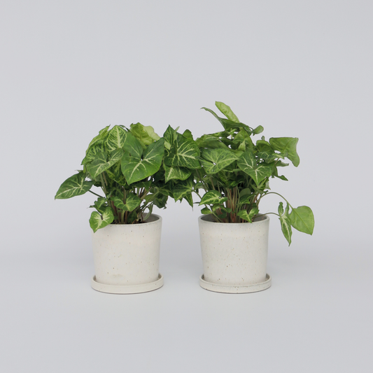 Syngonium 'Pixie' - Set van 2 - Pijlpuntplant