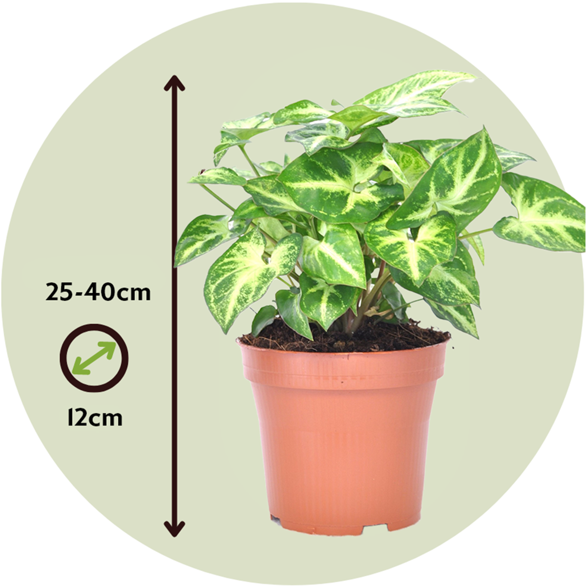 Syngonium 'Pixie' - Set van 2 - Pijlpuntplant