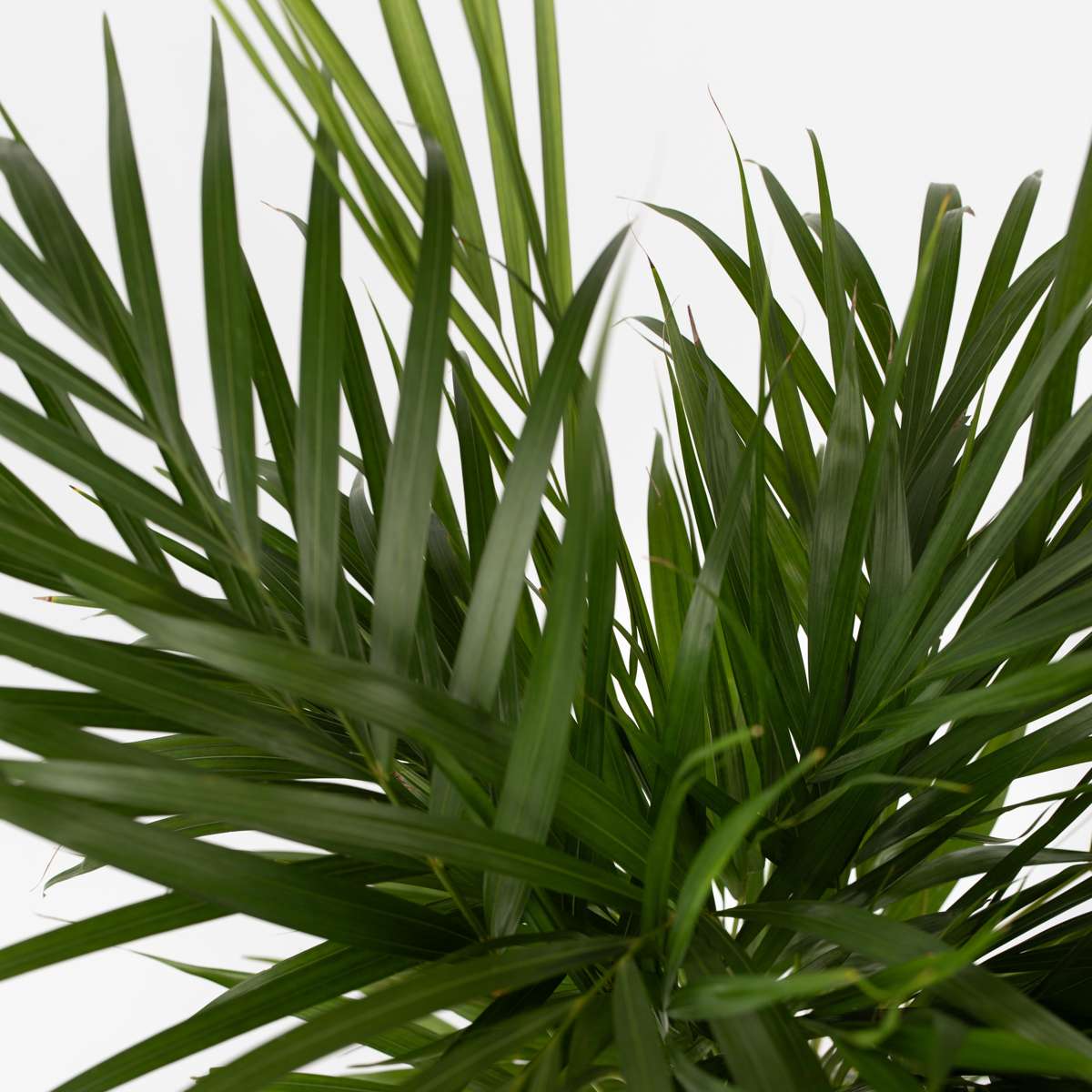 Dypsis Lutescens - Goudpalm