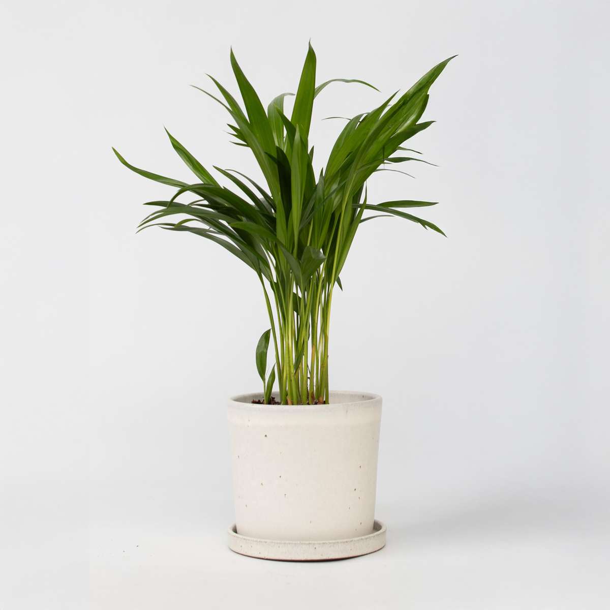 Dypsis Lutescens - Goudpalm