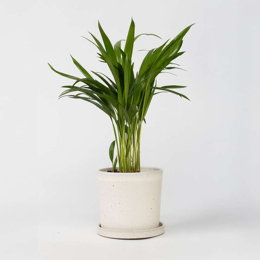 Dypsis Lutescens - Goudpalm