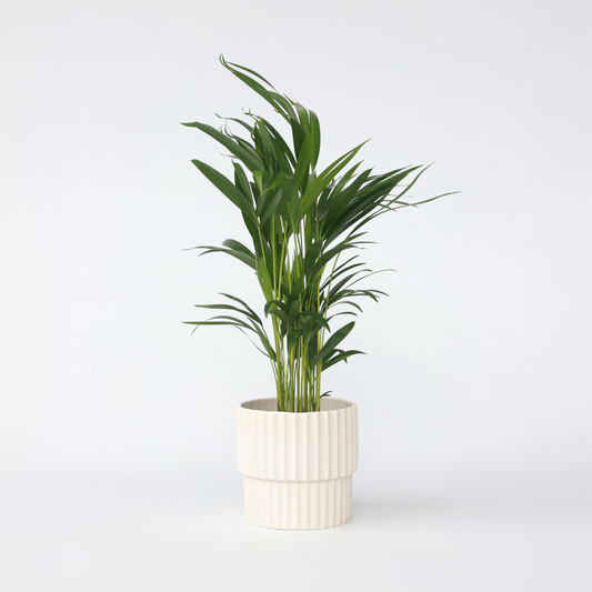 Dypsis Lutescens - Areca - Goudpalm
