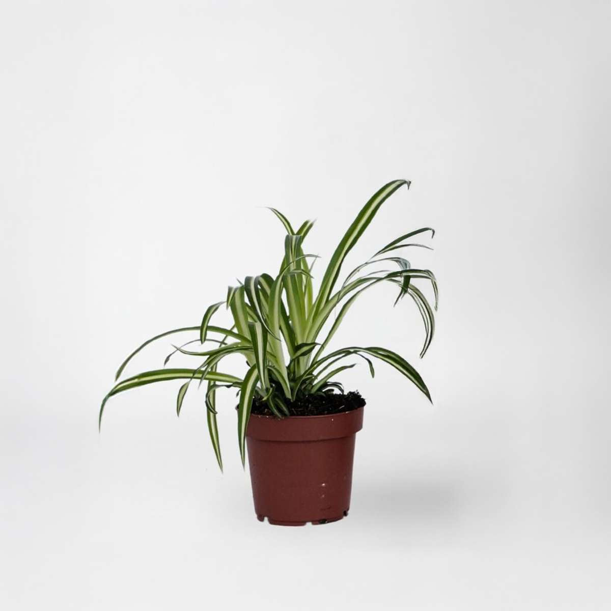 Chlorophytum comosum 'Atlantic' - Graslelie