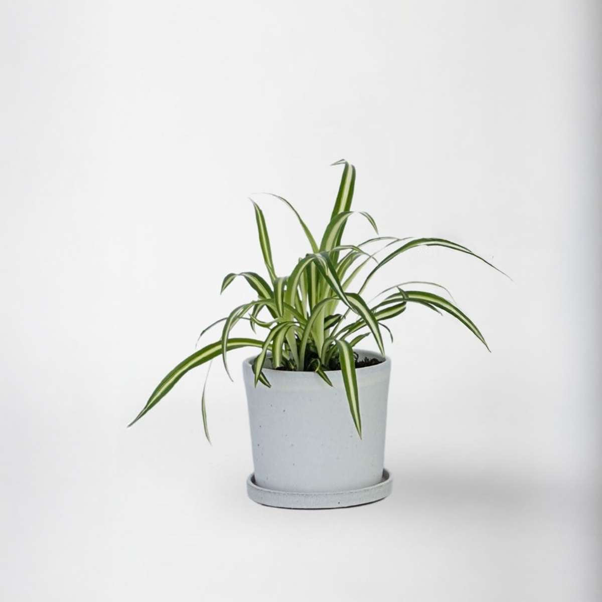 Chlorophytum comosum 'Atlantic' - Graslelie