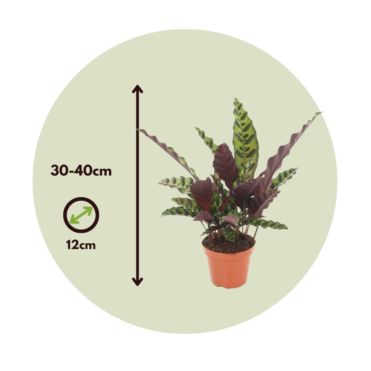 Calathea Insignis - Set van 2 - Marantaceae