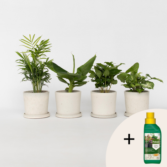 Luchtzuiverende kamerplanten - Mix van 4