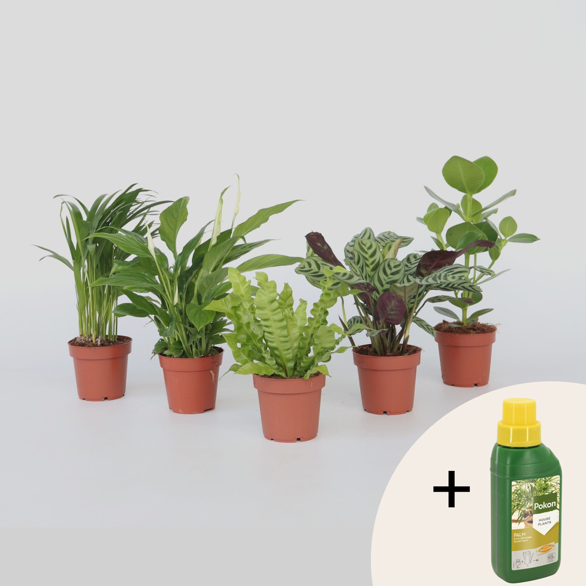 Luchtzuiverende kamerplanten - Mix van 5 stuks - Met plantenvoeding