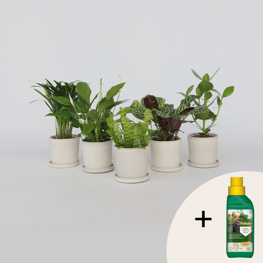 Luchtzuiverende kamerplanten - Mix van 5 stuks - Met plantenvoeding