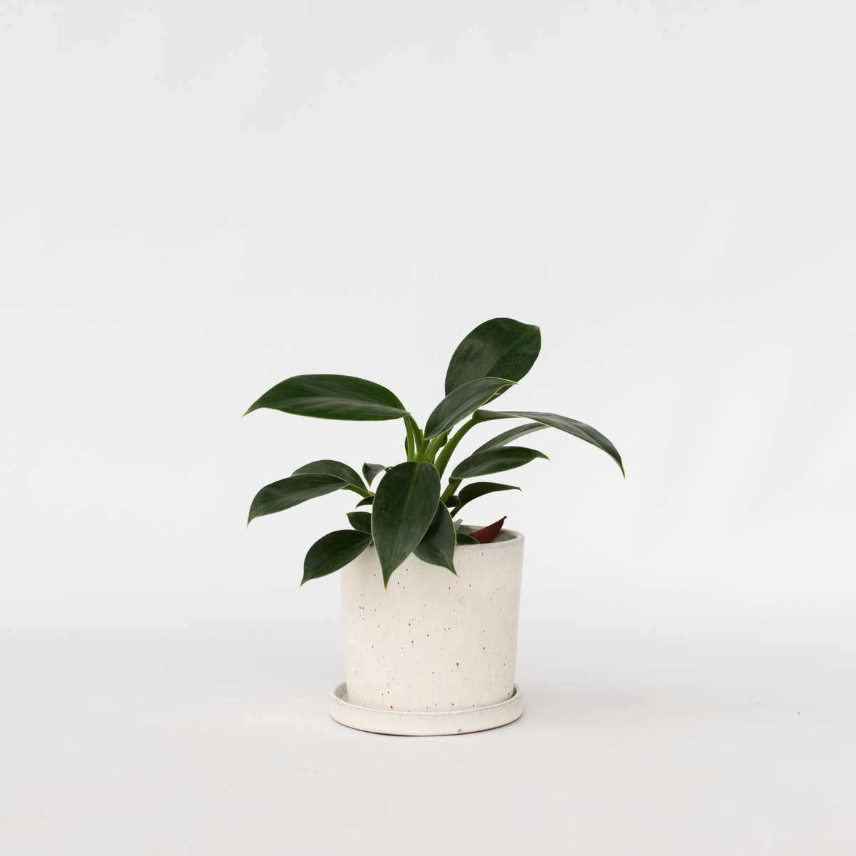 Philodendron 'Green Princess'