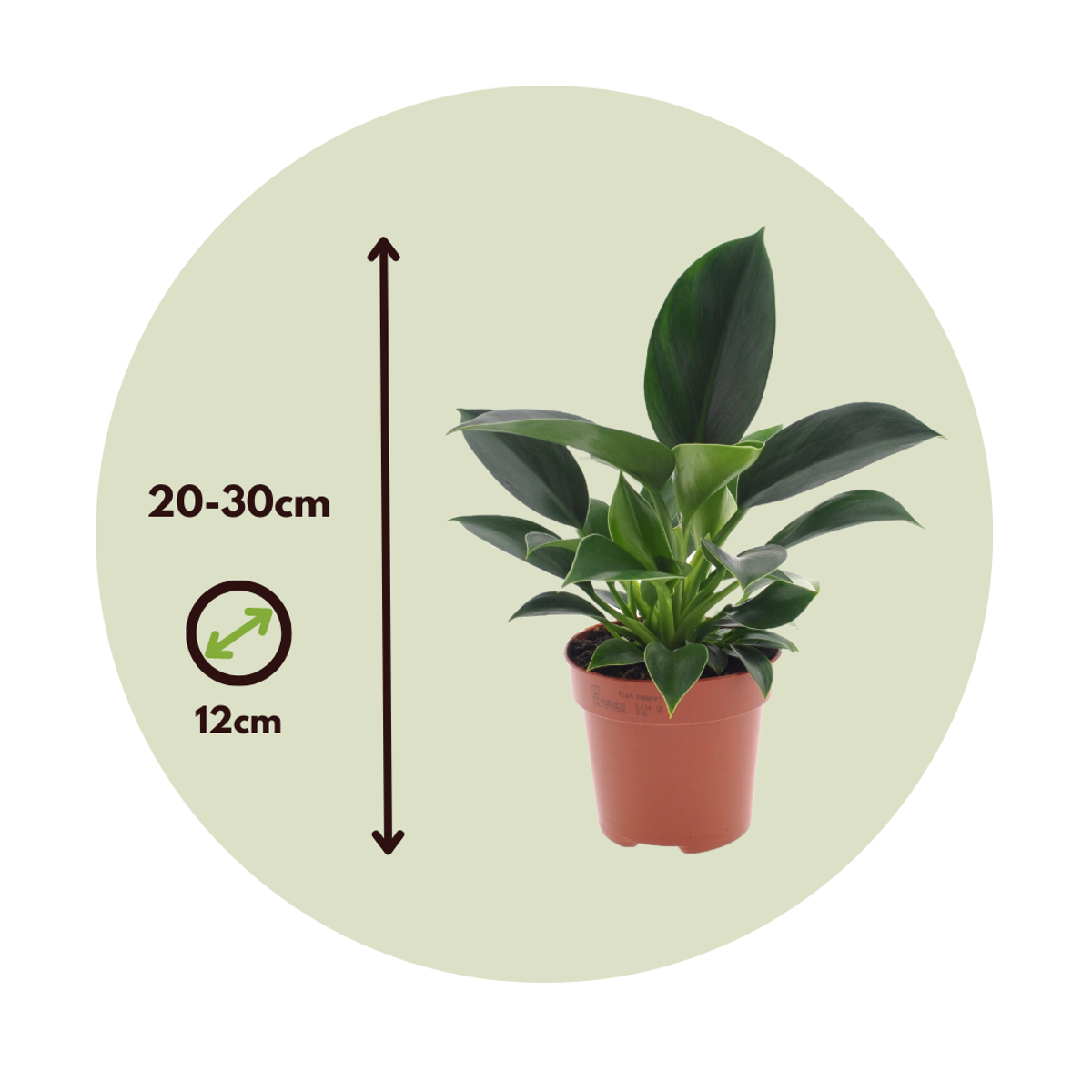 Philodendron 'Green Princess' - Set van 2