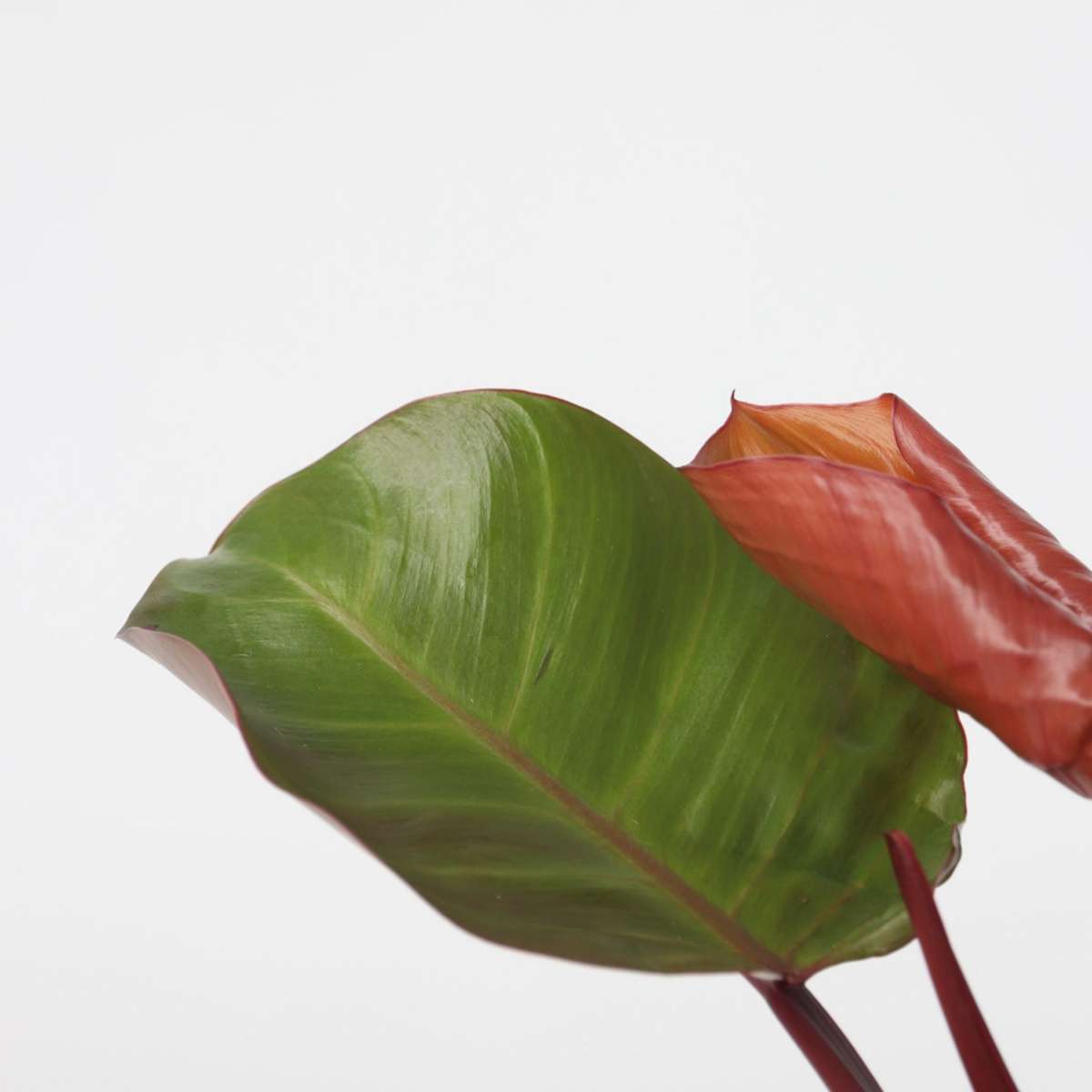 Philodendron 'Zonlicht'