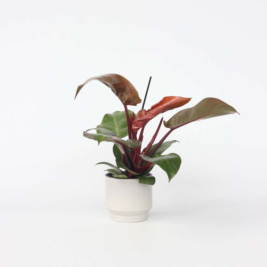 Philodendron 'Zonlicht'