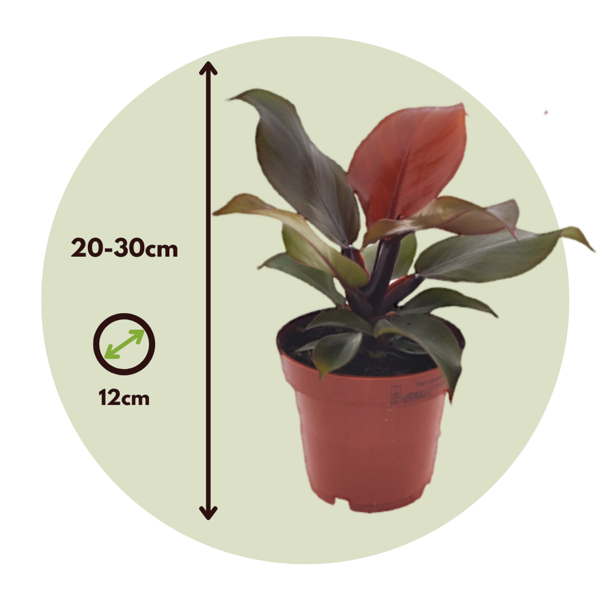 Philodendron 'Zonlicht'