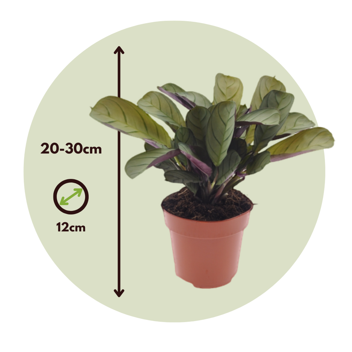 Ctenanthe amagris - Gebedsplant