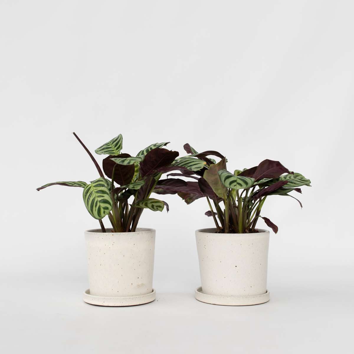 Ctenanthe amagris - Set van 2 - Gebedsplant