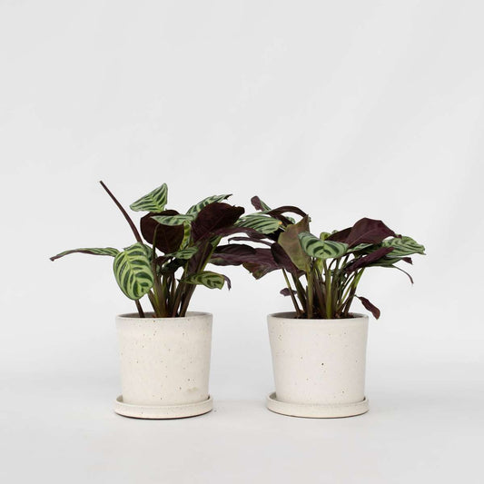 Ctenanthe amagris - Set van 2 - Gebedsplant