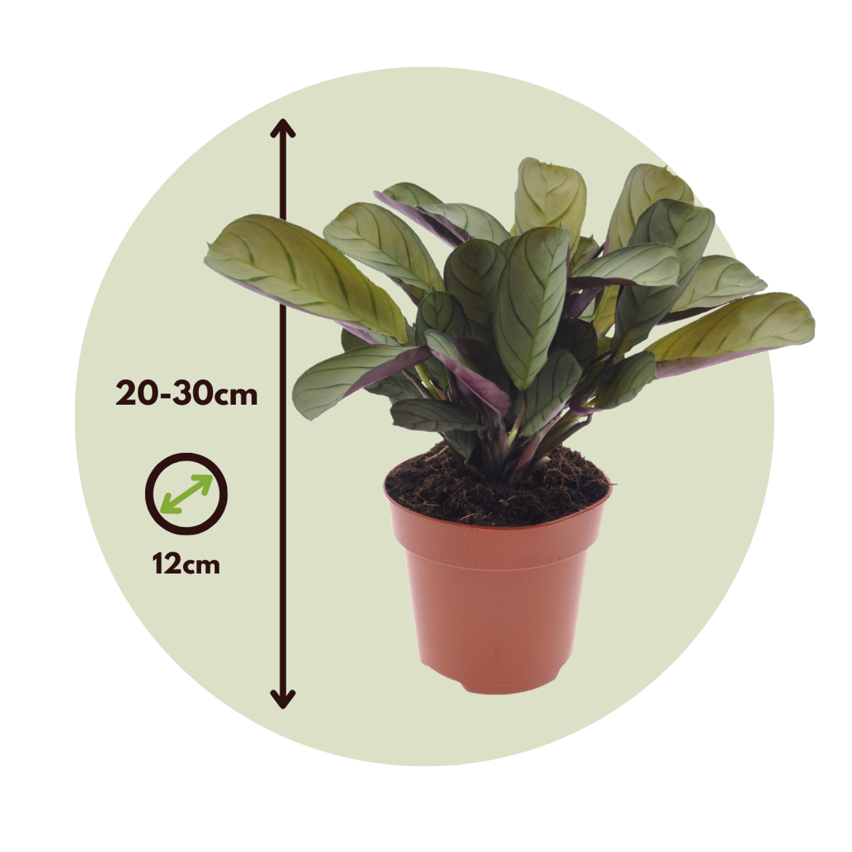 Ctenanthe amagris - Set van 2 - Gebedsplant